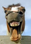Caballo loco | Ringtones graciosos